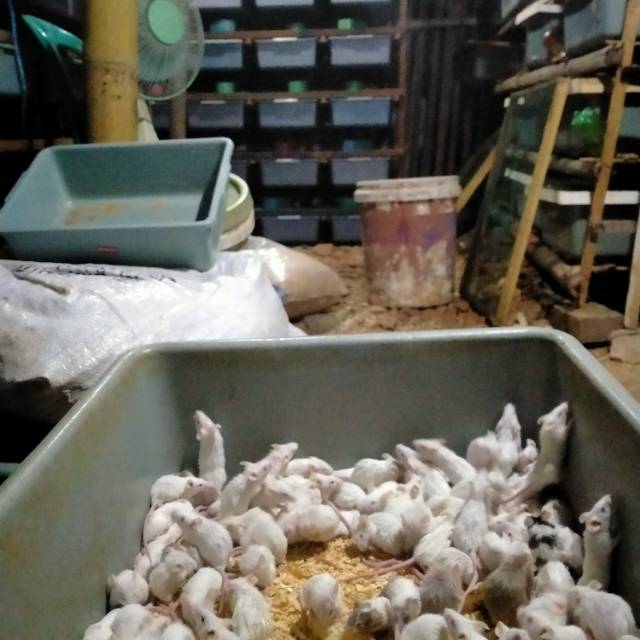 Mencit / pakan owl / pakan reptil / mencit frozen / tikus putih / tikus putih frozen