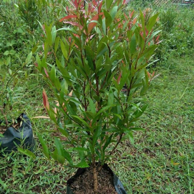 Tanaman hias pucuk merah - pohon pucuk merah tinggi 30cm
