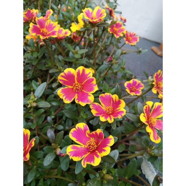 Bibit tanaman Krokot Mix Pink Kuning Bunga Krokot Hias Krokot (Purslanes)