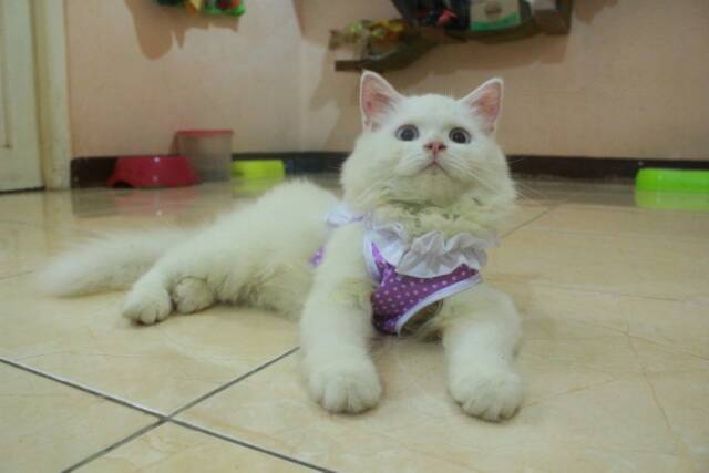 Baju cupcake ungu polkadot renda-renda untuk kucing dan anjing (baju kucing murah size S M L XL)