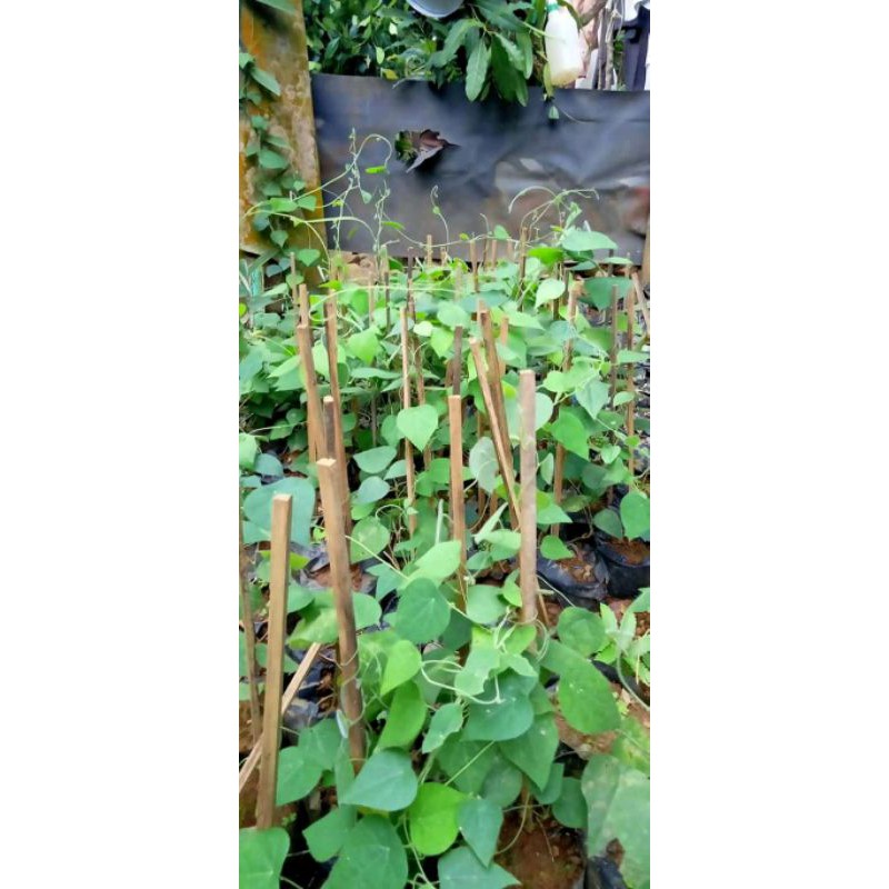 Bibit Cincau Rambat Bulu