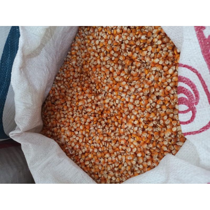 

Jagung Ose