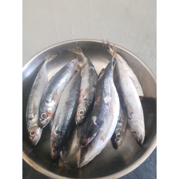 

Ikan Layang Segar / Fresh 1 Kg