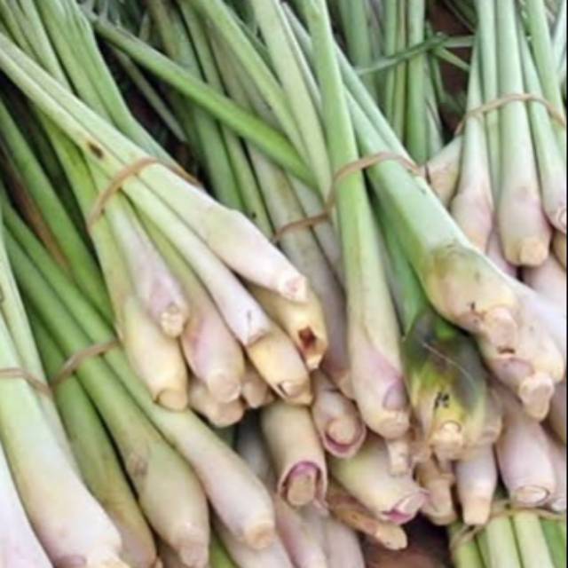 

Serai - sereh - sere - serai segar - serai untuk masakan - serai untuk kesehatan - jamu
