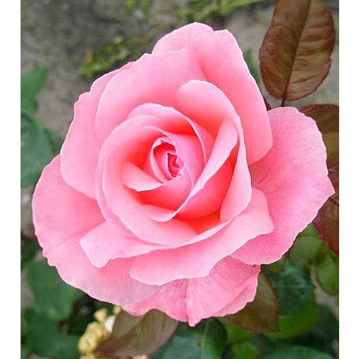 mawar import queen elizabeth