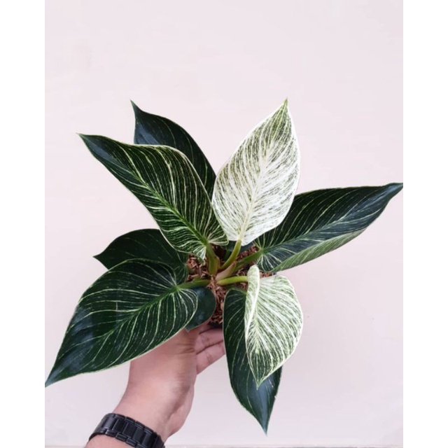 tanaman hias Philodendron birkin variegata - Philodendron birkin variegata - tanaman Philodendron - birkin