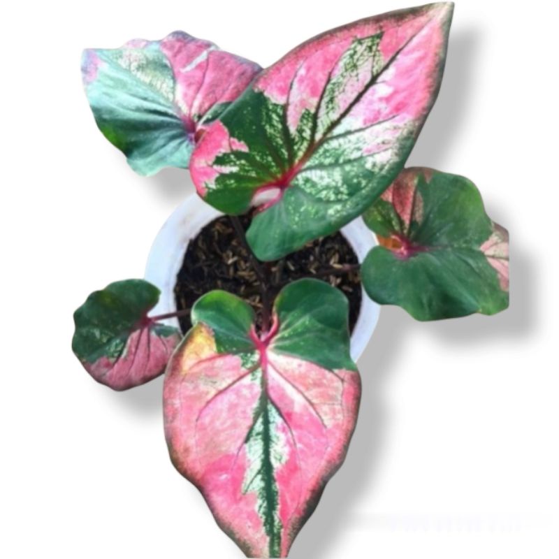 Tanaman hias caladium thai series hanoman obong/ keladi hanoman obong COD