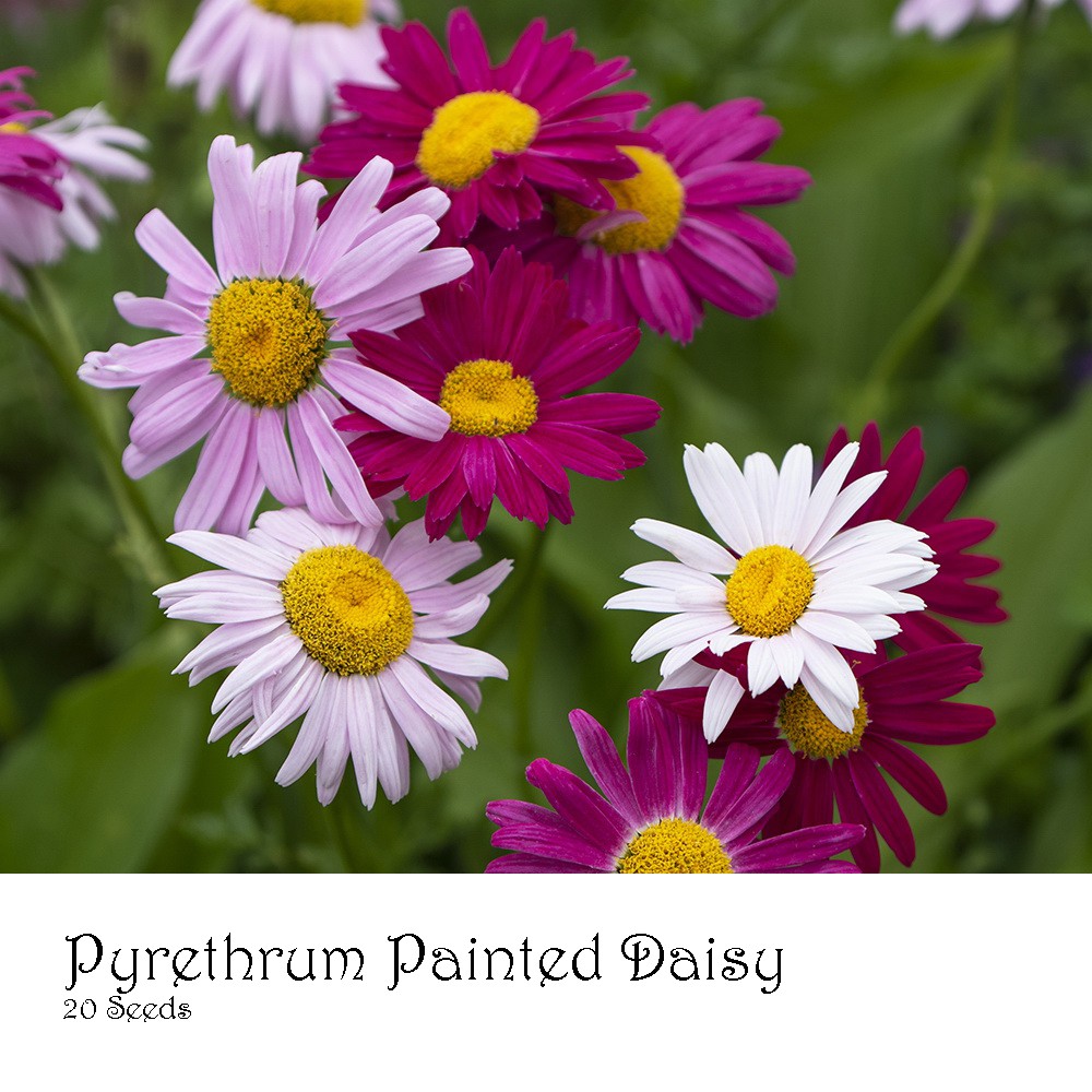 PlantaSeed - 20 Seeds - Pyrethrum Painted Daisy Robinsons - PAS0244