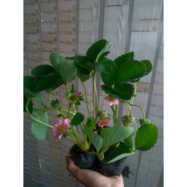 bibit strawberry cantik - bibit strawberry merlan - bibit strawberry hias