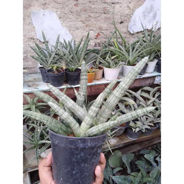 Rumpun Sansevieria Boncel