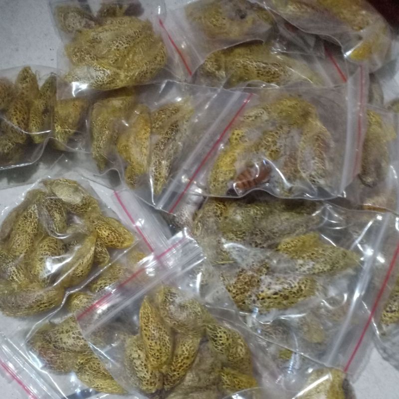 Kepompong Emas ( Kepompong Alpukat) Umpan Pancing Bawal