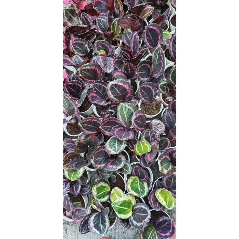 tanaman hias calathea black lipstik