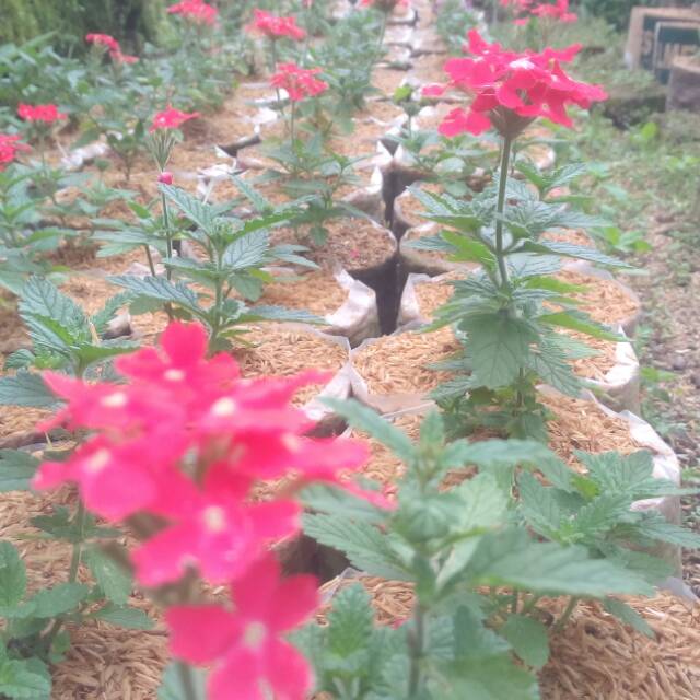 Bunga marbena/verbena