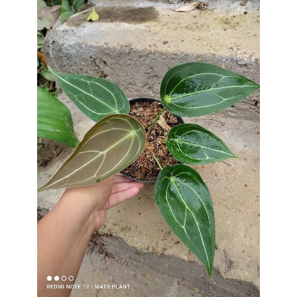 anthurium forgetii ori