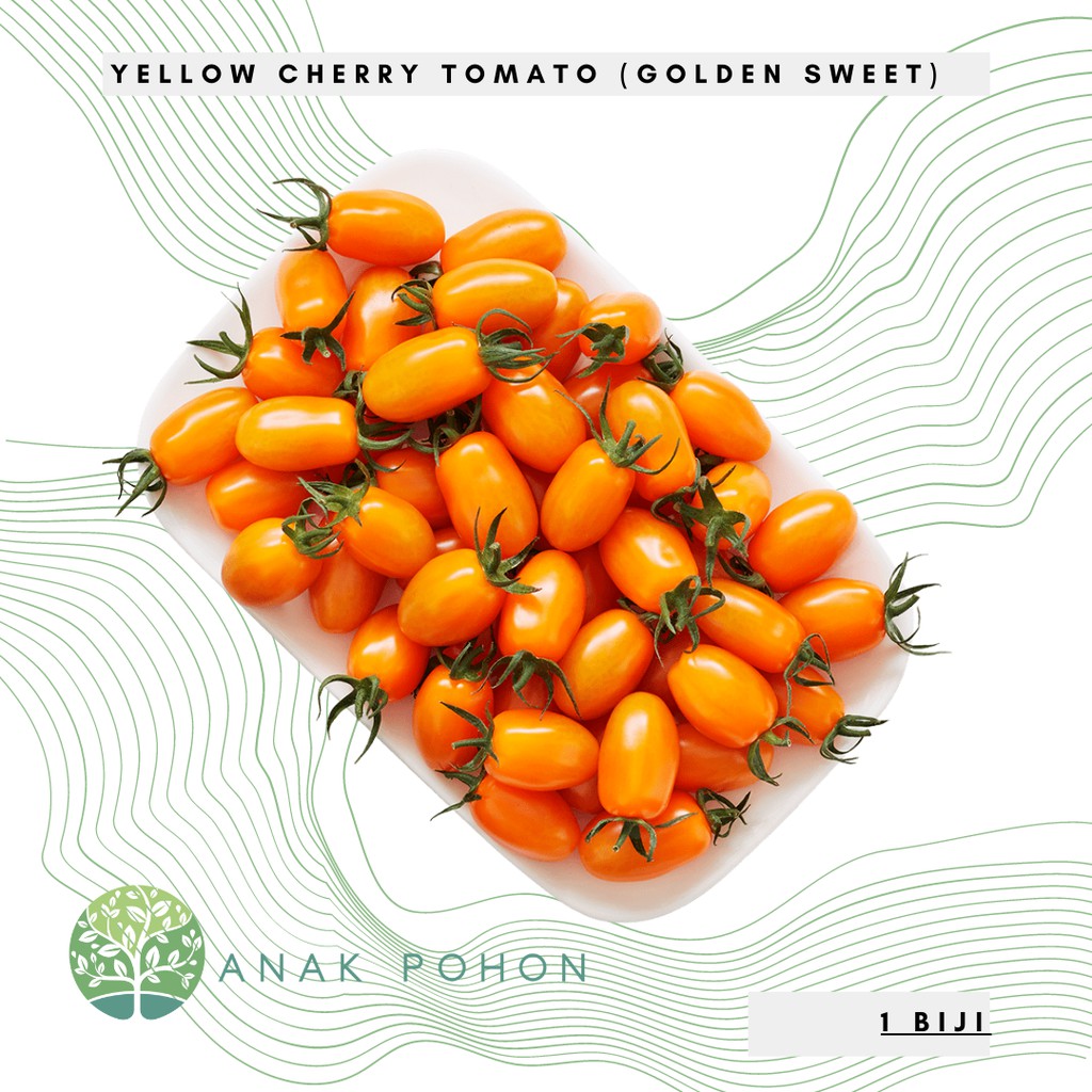 Benih Bibit Biji - Yellow Cherry Tomato Golden Sweet F1 Tomat Ceri Kuning Seeds - IMPORT