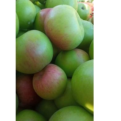 

☄️Silver Promo [PROMO]Apel malang fress 1kg | NEW | REBORN | Rilis | New event