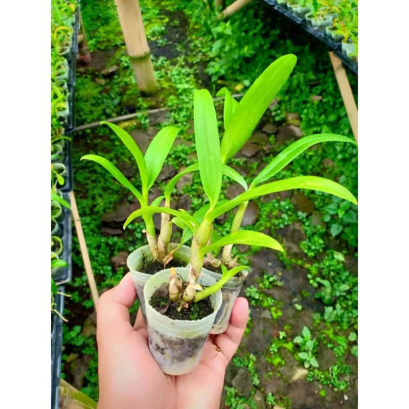 Anggrek dendrobium hibrid..seedling