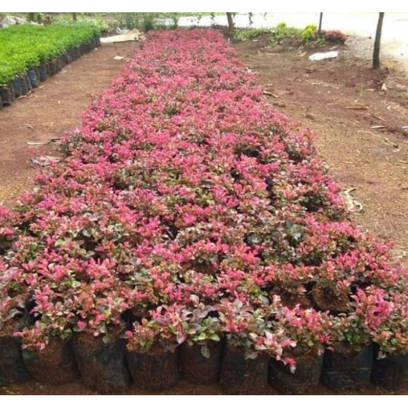 Tanaman hias krokot Merah-krokot merah/hiasan taman