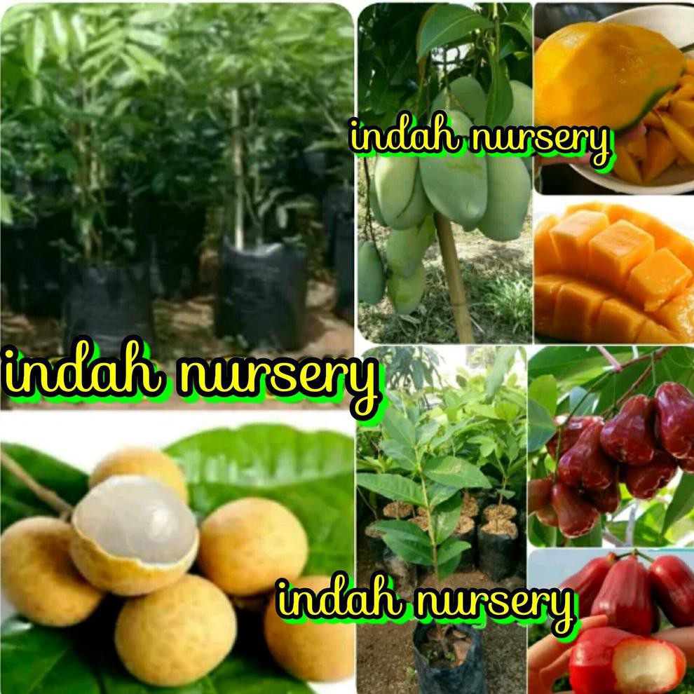 FREE ONGKIR PAKET 3 JENIS BIBIT BUAH KELENGKENG AROMA DURIAN JAMBU MADU MERAH MANGGA MADU J1*