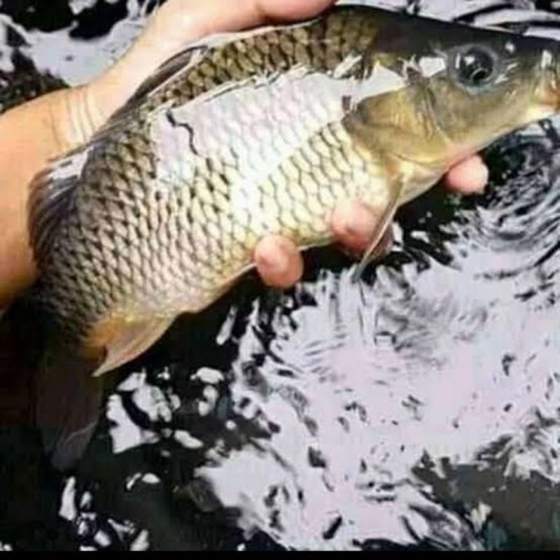 

ikan mas hidup perkilo