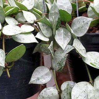 Tanaman Hias Hoya Lacunosa Snow Caps / Lacunosa Silver