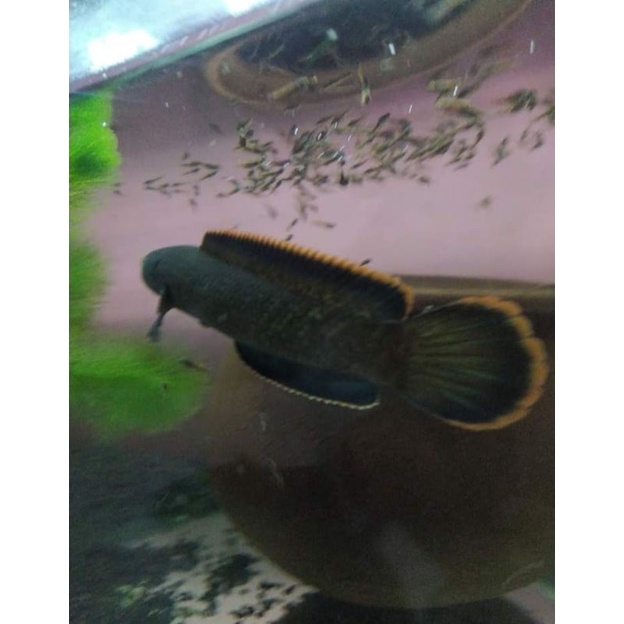 baby chana limbata cb 5-6cm single tank