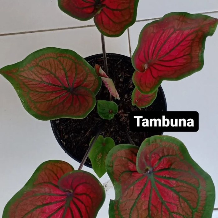 caladium tambuna keladi anakan thailand series,keladi tambuna anakan