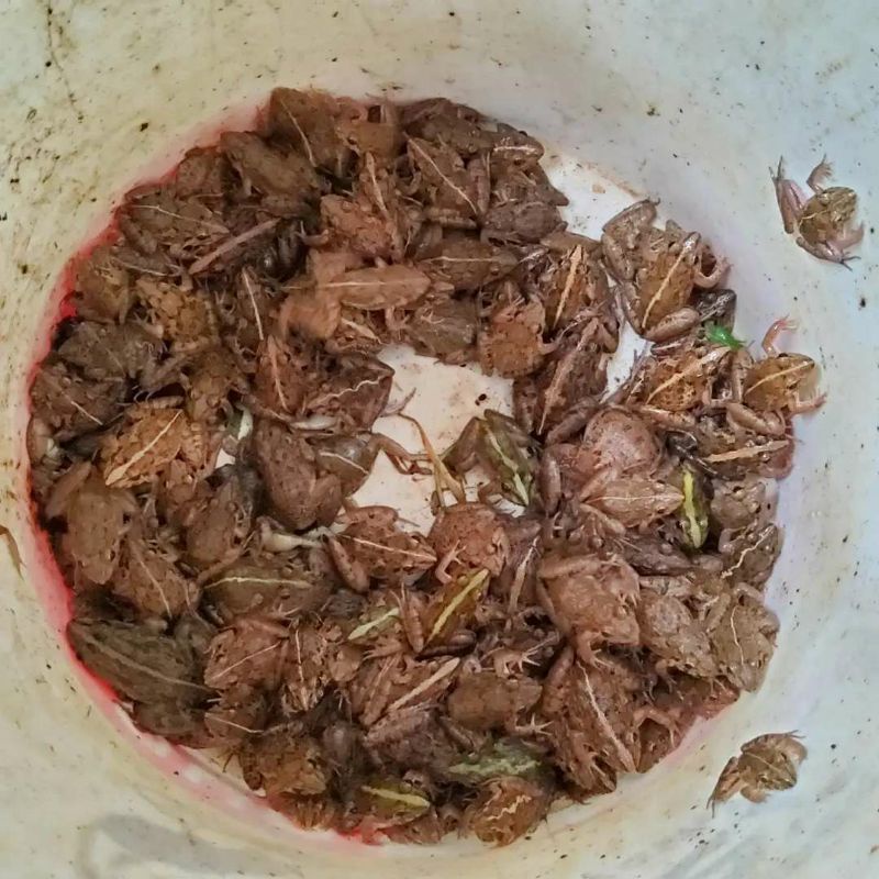 KODOK SAWAH PAKAN HIDUP UNTUK IKAN PREDATOR