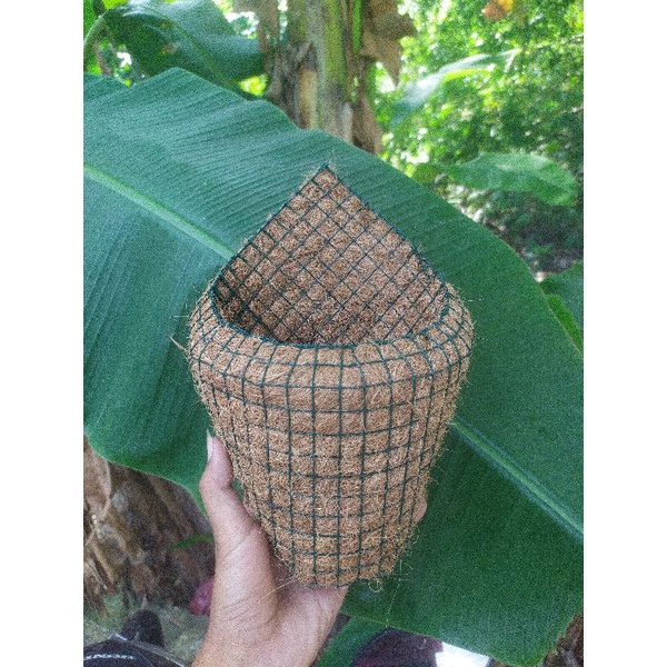 (D.20cm) Pot serabut kelapa keong kerucut tempel dinding sabut Besar anggrek lucu unik murah