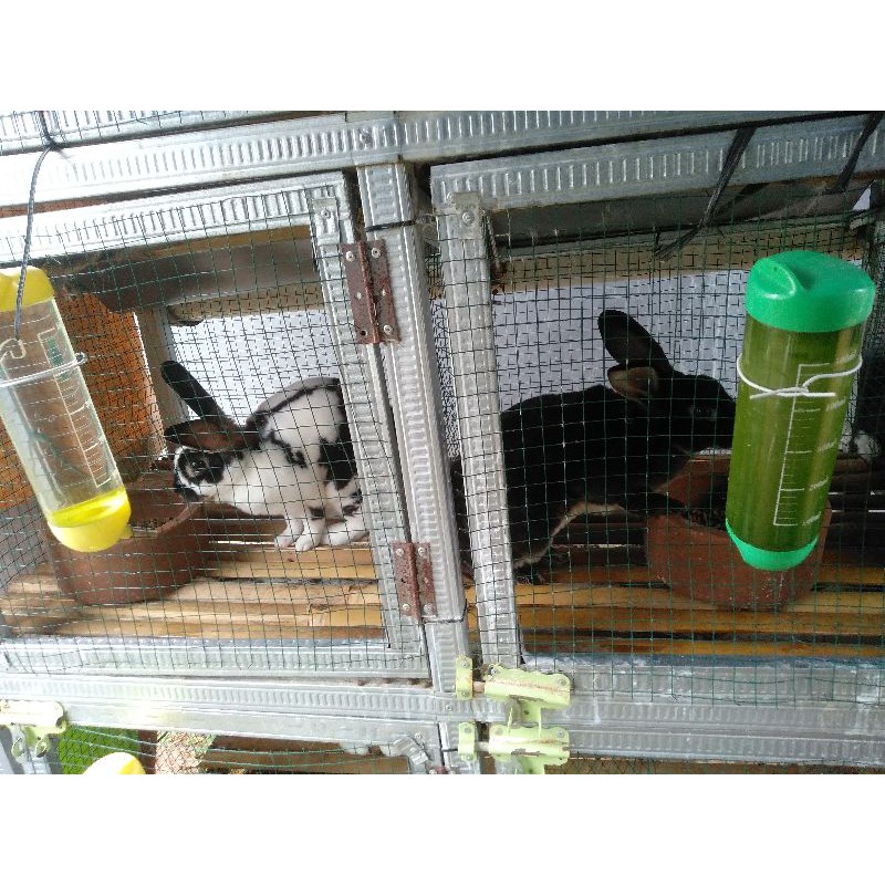 Kelinci REX purebreed sepasang 6-7 bulan