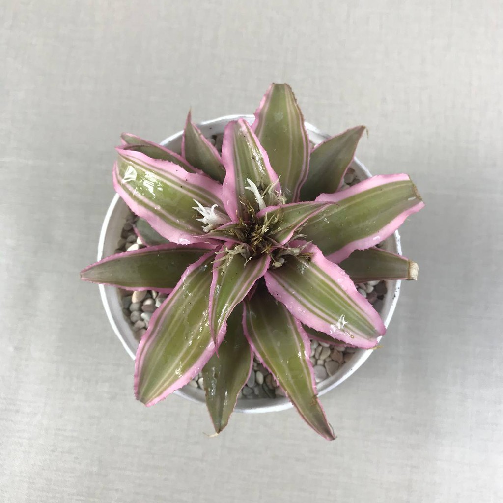 Bromelia Cryptanthus Tanaman Hias Hidup (Pot Putih 10 cm + Tatakan)