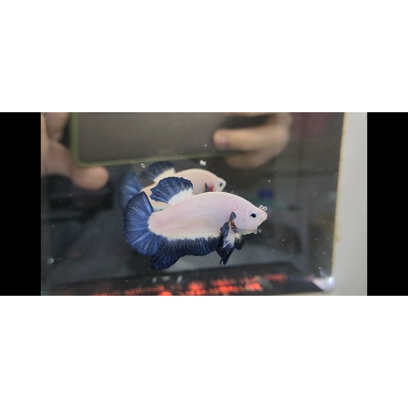 

ikan cupang BLUERIM gen amsyiong