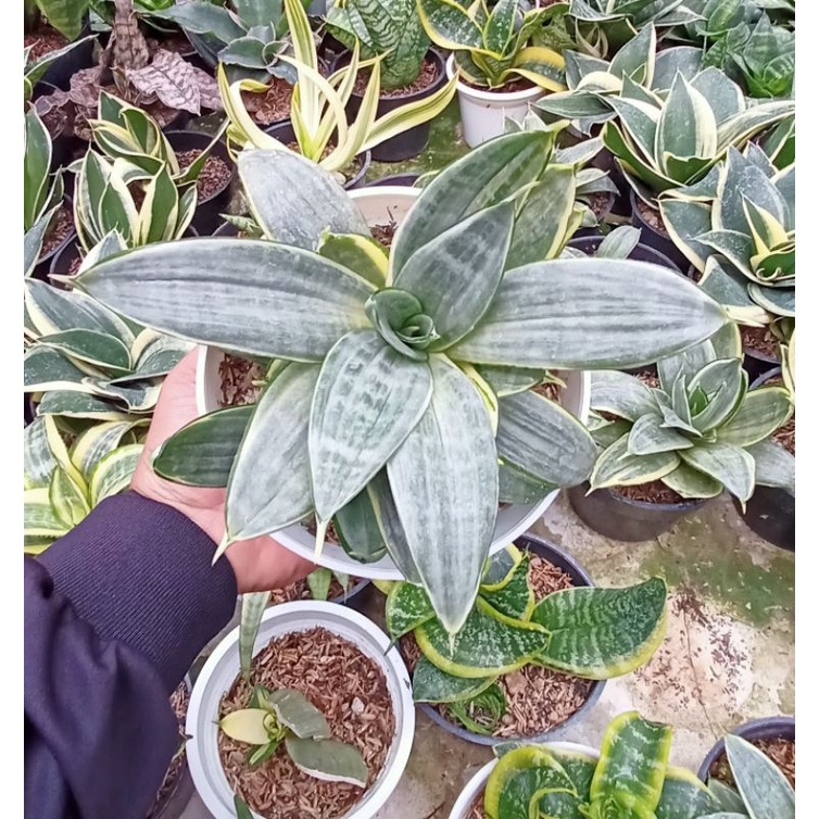 Sansevieria Silver Frost Cluster
