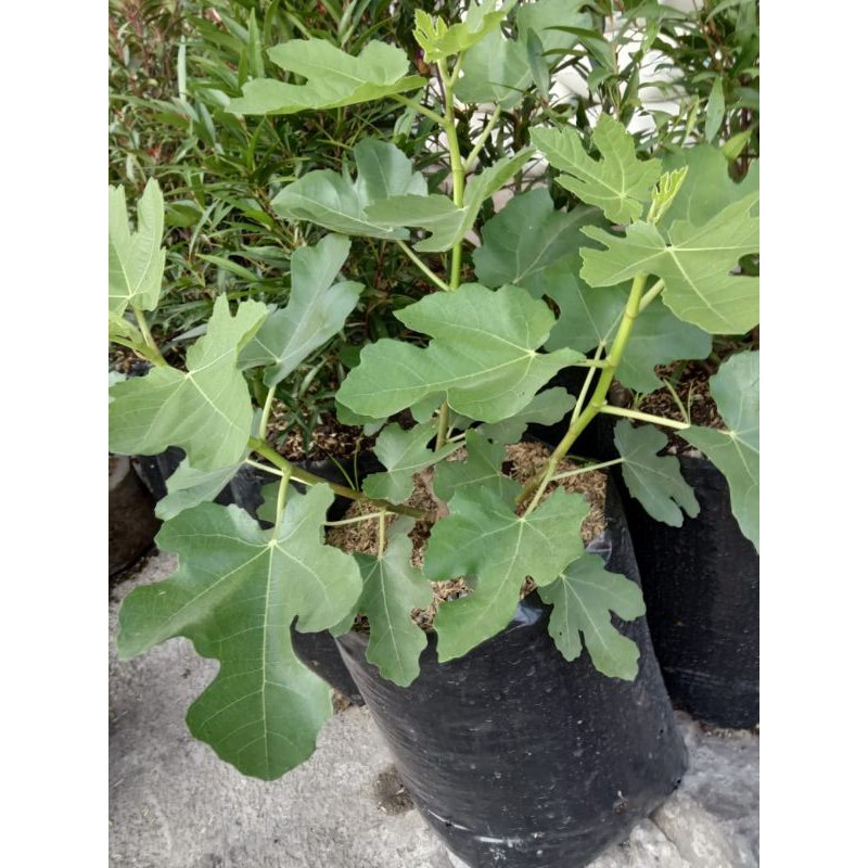 Pohon Buah Tin dan Bibit Buah Tin