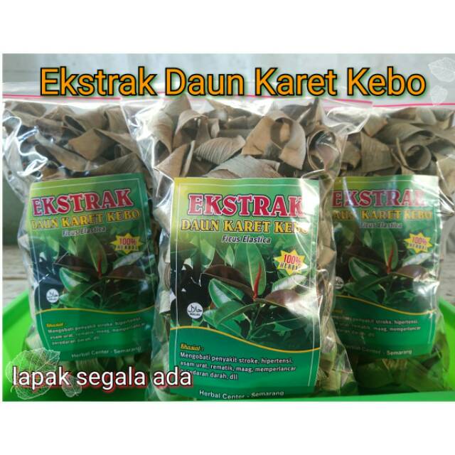 

Daun karet kebo 50gr obat stroke Hipertensi , rematik dll.