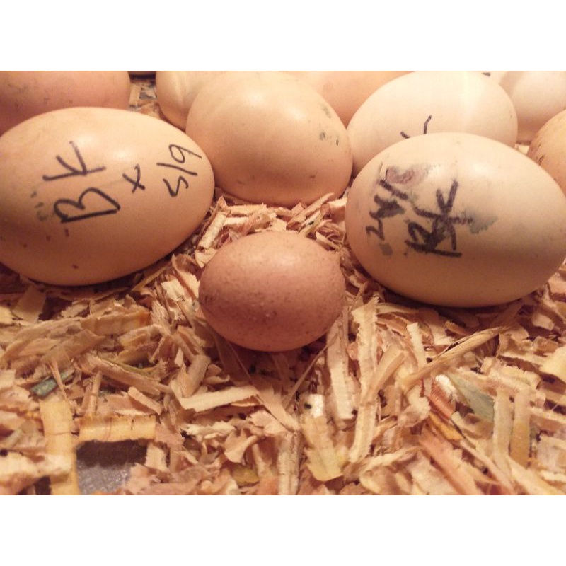 Telur Ayam Jago Bangkok