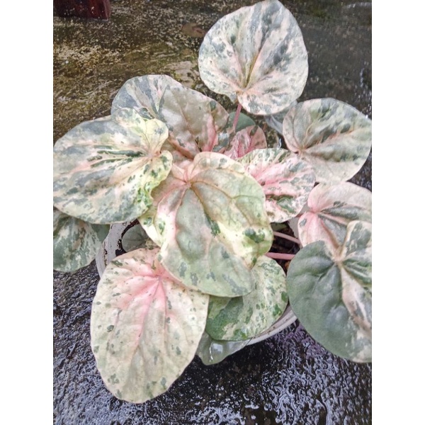 Peperomia caperata pink lady