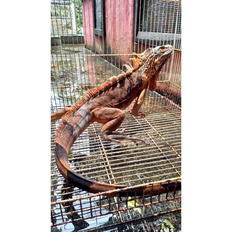 super Red iguana jumbo