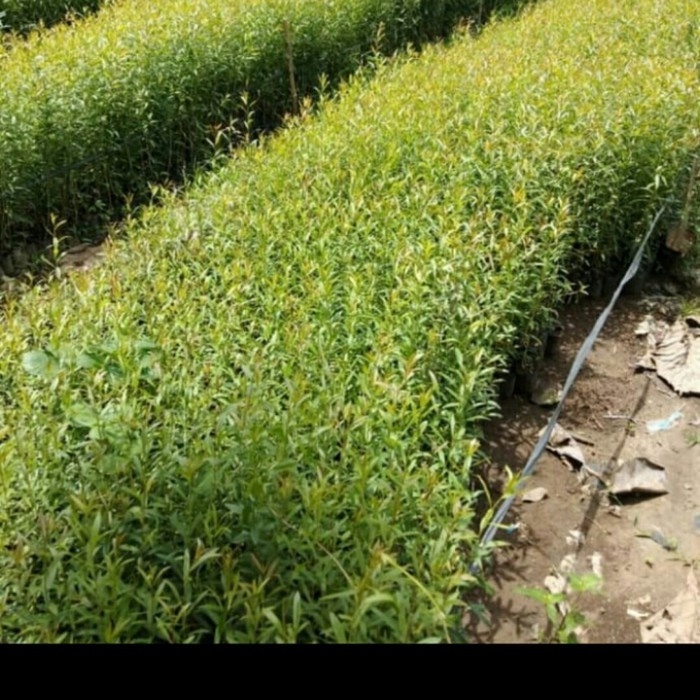 bibit kayu putih (minyak kayu putih)