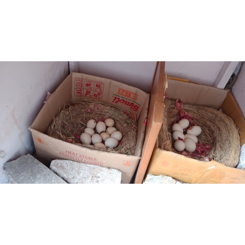 

Telur ayam kampunh