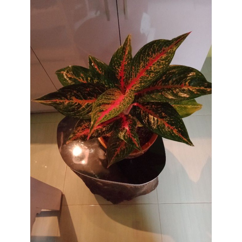 aglonema hot lady rumpun 4
