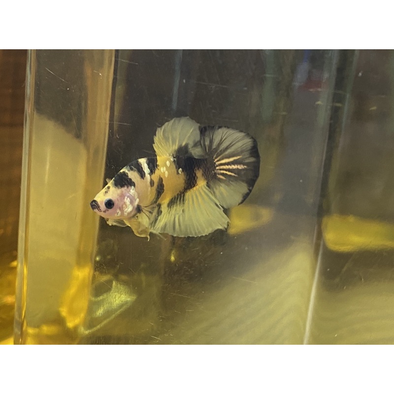 ikan cupang yellow koi copper not bluerim avatar nemo