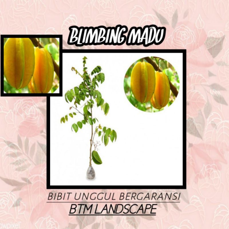 

BIBIT BUAH BELIMBING MADU