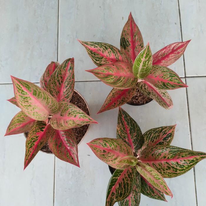 aglonema legacy merah(5-7daun)