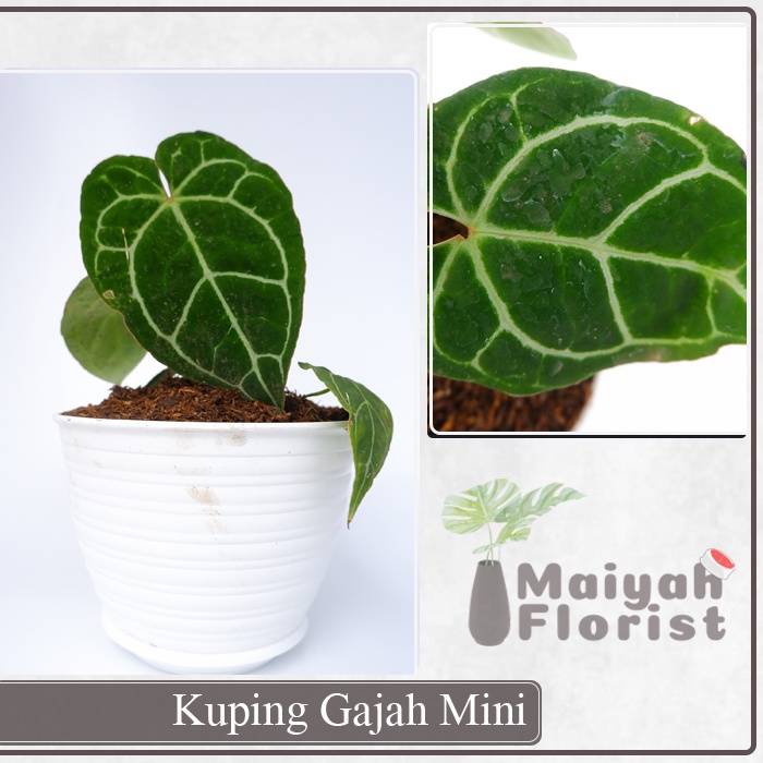 Kuping Gajah Mini - Anthurium Crystallinum - Tanaman Hias