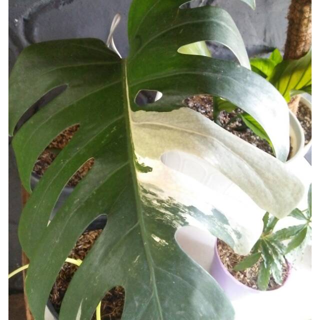 Monstera king monthai