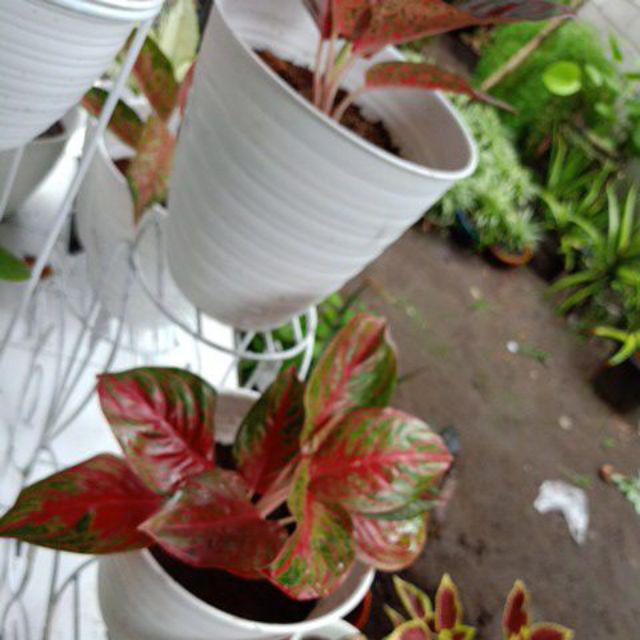 Bibit aglonema Red Maroon Shopee Indonesia Bibit aglonema Red Maroon Shopee Indonesia