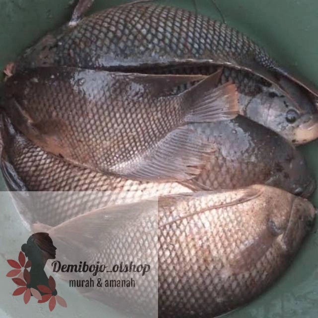 

ikan gurame segar 1 kg