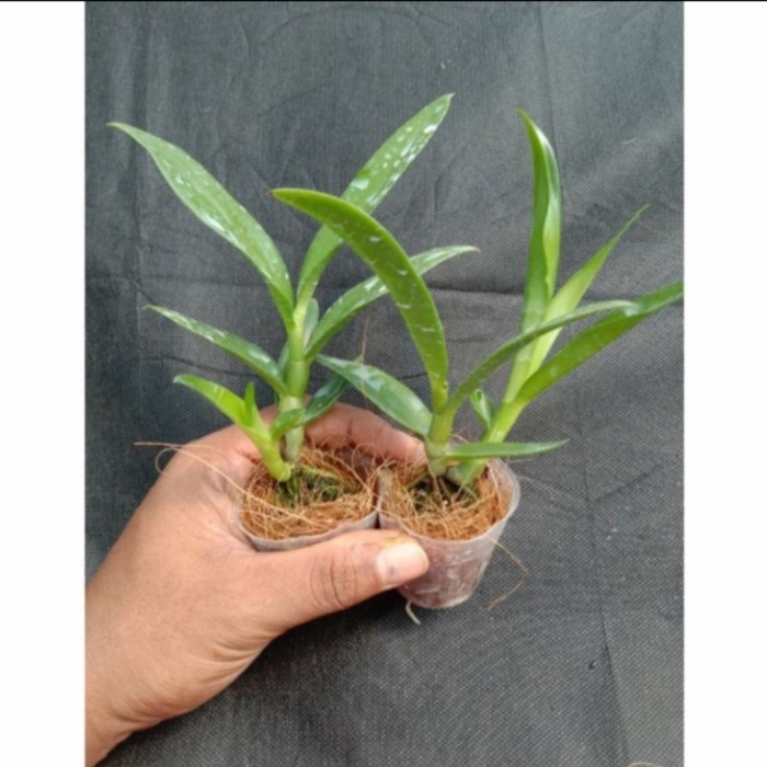 Seedling Anggrek Dendrobium Hybrid DD Purple - Tanaman Hias Anggrek