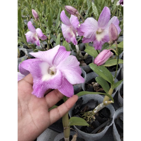 Dendro dendro mini mix